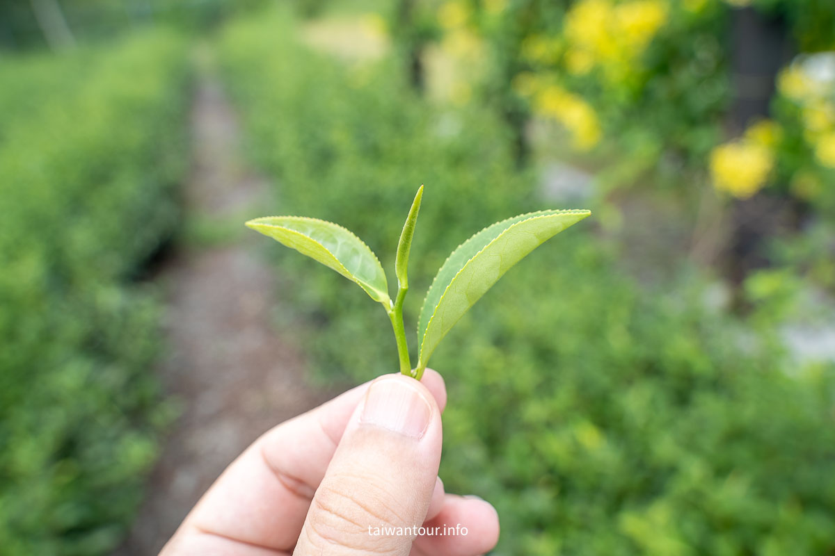 【2026宜蘭一日遊】一日行程推薦.茶園體驗、彩色飯糰DIY、甜點伴手禮 【2026宜蘭一日遊】一日行程推薦.茶園體驗、彩色飯糰DIY、甜點伴手禮