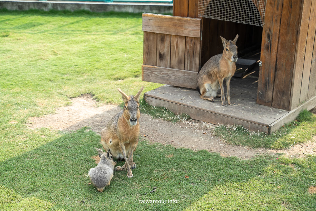 【九九峰動物樂園】南投草屯景點.巨型天網鳥籠.台版侏儸紀恐龍丘