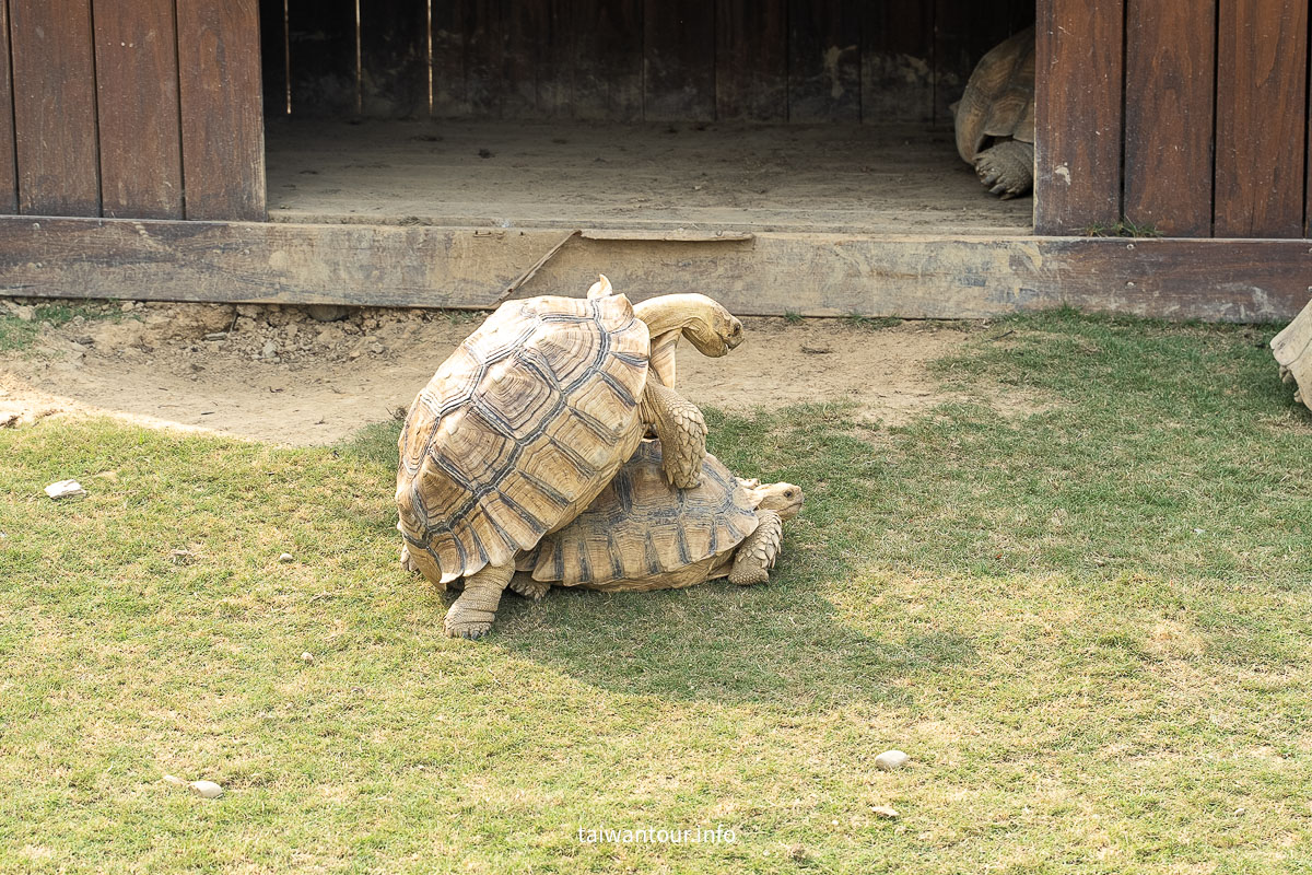 【九九峰動物樂園】南投草屯景點.巨型天網鳥籠.台版侏儸紀恐龍丘