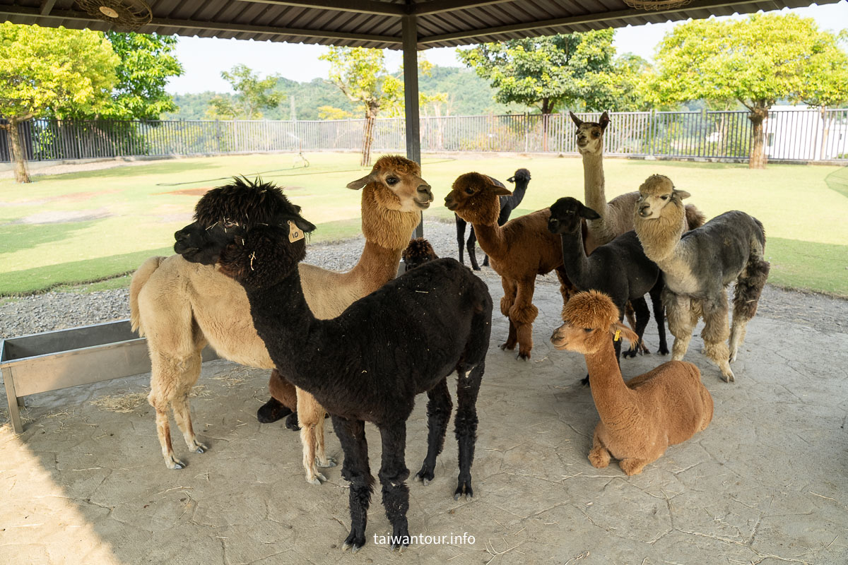 【九九峰動物樂園】南投草屯景點.巨型天網鳥籠.台版侏儸紀恐龍丘