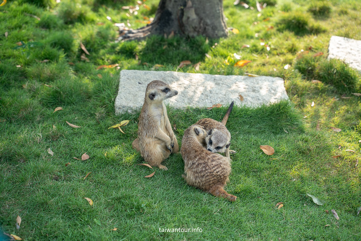 【九九峰動物樂園】南投草屯景點.巨型天網鳥籠.台版侏儸紀恐龍丘 【九九峰動物樂園】南投草屯景點.巨型天網鳥籠.台版侏儸紀恐龍丘