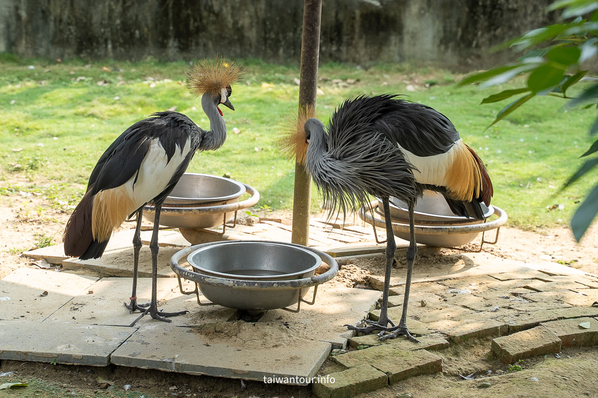 【九九峰動物樂園】南投草屯景點.巨型天網鳥籠.台版侏儸紀恐龍丘 【九九峰動物樂園】南投草屯景點.巨型天網鳥籠.台版侏儸紀恐龍丘
