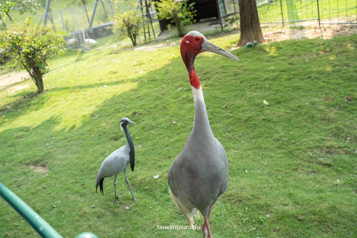 【九九峰動物樂園】南投草屯景點.巨型天網鳥籠.台版侏儸紀恐龍丘 【九九峰動物樂園】南投草屯景點.巨型天網鳥籠.台版侏儸紀恐龍丘