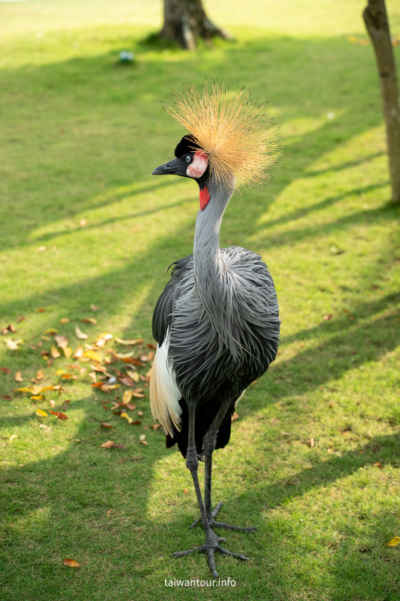 【九九峰動物樂園】南投草屯景點.巨型天網鳥籠.台版侏儸紀恐龍丘 【九九峰動物樂園】南投草屯景點.巨型天網鳥籠.台版侏儸紀恐龍丘