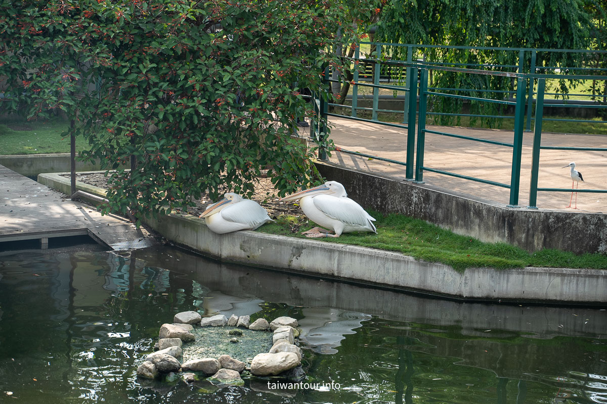 【九九峰動物樂園】南投草屯景點.巨型天網鳥籠.台版侏儸紀恐龍丘 【九九峰動物樂園】南投草屯景點.巨型天網鳥籠.台版侏儸紀恐龍丘