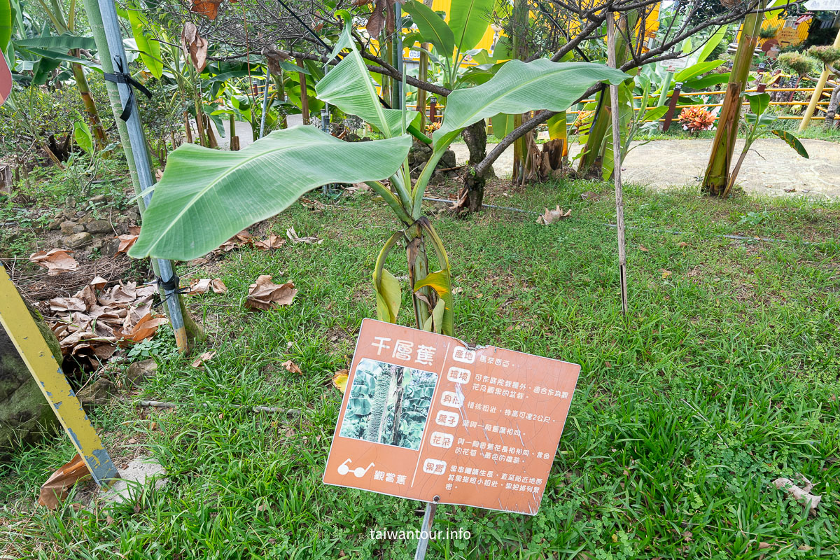 【南投集元果觀光工廠】香蕉主題觀光工廠,室內親子樂園+百種香蕉生態園 【南投集元果觀光工廠】香蕉主題觀光工廠,室內親子樂園+百種香蕉生態園