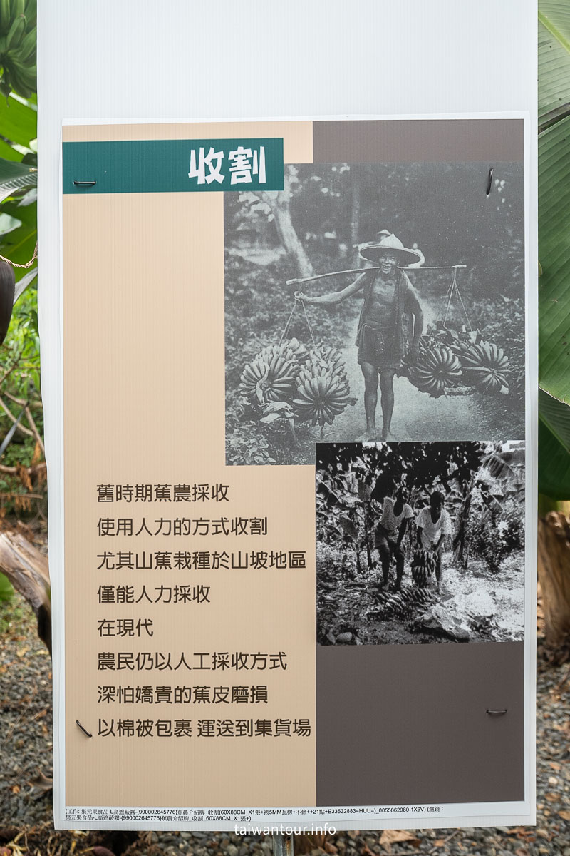 【南投集元果觀光工廠】香蕉主題觀光工廠,室內親子樂園+百種香蕉生態園 【南投集元果觀光工廠】香蕉主題觀光工廠,室內親子樂園+百種香蕉生態園