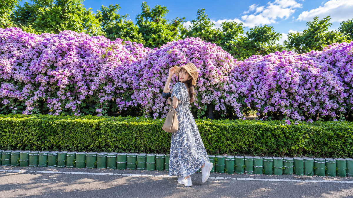 2026【楓樹河濱公園】泰山蒜香藤花季.交通怎麼去