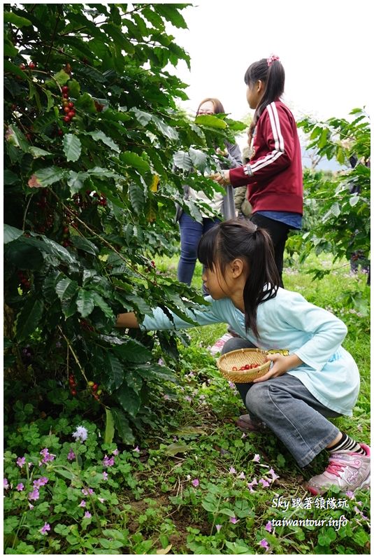 花蓮行程推薦瑞穗舞鶴台地公主咖啡DSC06554_结果